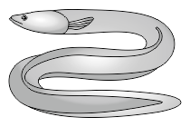 adler