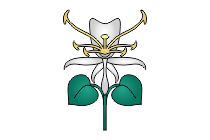 geissblatt