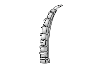 steinbockhorn